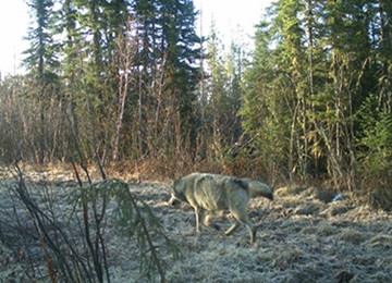 A wolf captured on our remote cameras at site 