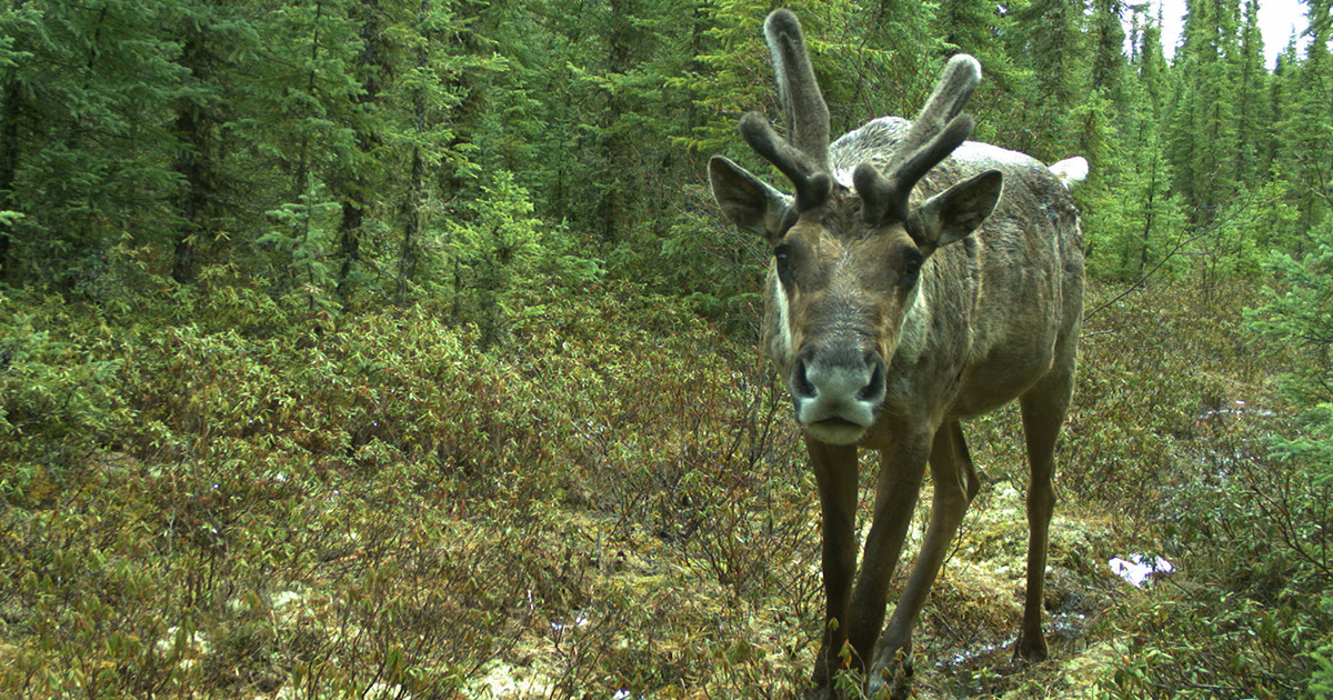 A caribou captured on our remote cameras at site