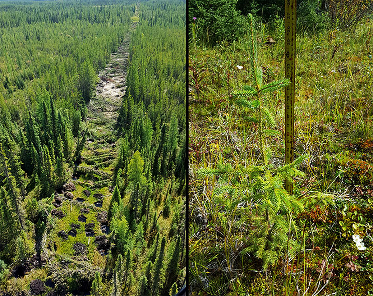 Caribou Habitat Restoration Project - Successful tree growth on a mound, part of 800 kilometres that we’ve treated.